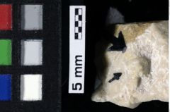 Foto (Detailansicht) von Lecythocaris sp. (NHMW-GEO-1990-0041-0157)